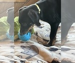Small #3 Doberman Pinscher