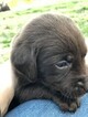 Small Photo #21 Labrador Retriever Puppy For Sale in EATONVILLE, WA, USA