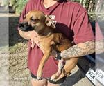 Small Chihuahua Mix