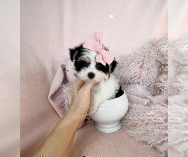 Medium Photo #9 Morkie Puppy For Sale in MIAMI, FL, USA