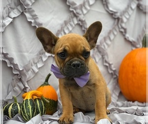 French Bulldog Puppy for sale in LANCASTER, PA, USA
