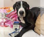 Small Great Dane Mix
