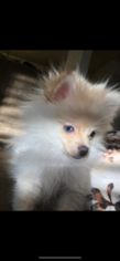 Pomeranian Puppy for sale in STERLING, VA, USA