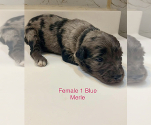 Aussiedoodle-Australian Shepherd Mix Puppy for sale in UPTON, KY, USA