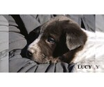 Small #17 Australian Cattle Dog-Border Collie Mix