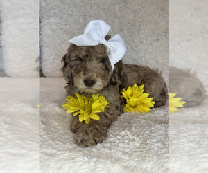 Labradoodle Puppy for sale in LA VERNIA, TX, USA