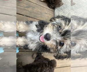 Bichpoo Puppy for Sale in SCRANTON, Pennsylvania USA