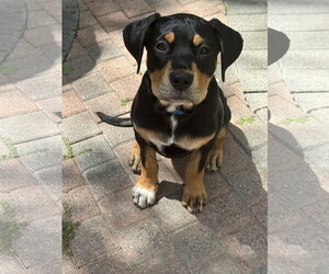 Scout - Female Rottweiler Dog for Adoption - Photo #3