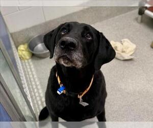 Labrador Retriever Dogs for adoption in Fort Collins, CO, USA
