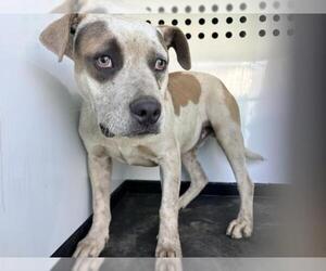 Mutt Dogs for adoption in Visalia, CA, USA