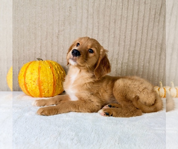 Medium Photo #5 Golden Retriever Puppy For Sale in INDIANAPOLIS, IN, USA