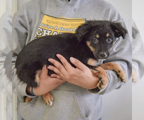 Medium Photo #3 Australian Shepherd-Unknown Mix Puppy For Sale in Huntley, IL, USA