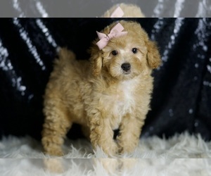 Medium Poodle (Toy)