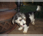 Small Photo #2 Havanese Puppy For Sale in WINSTON SALEM, NC, USA