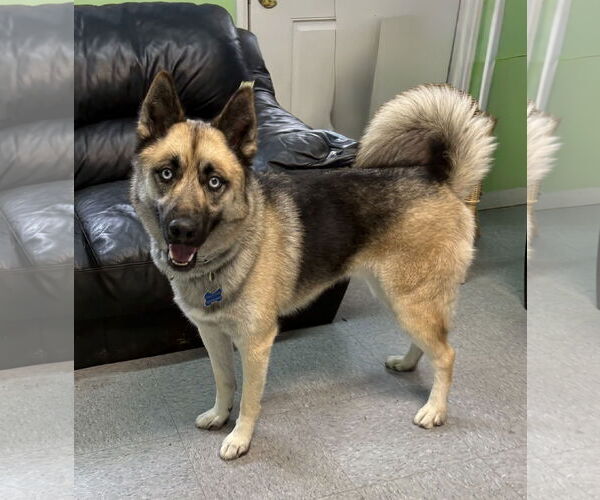 Medium Photo #7 German Shepherd Dog-Huskies  Mix Puppy For Sale in Spring Lake, NJ, USA