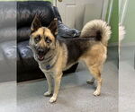 Small #6 German Shepherd Dog-Huskies  Mix