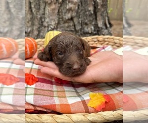 Goldendoodle Puppy for sale in IRVINGTON, AL, USA