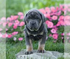 Cane Corso Puppy for sale in LANCASTER, PA, USA