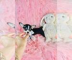 Small #23 Chihuahua