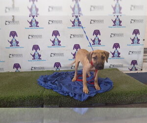 Black Mouth Cur Dogs for adoption in Orlando, FL, USA