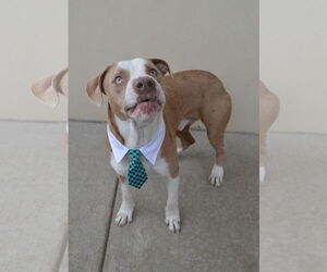 American Pit Bull Terrier-Unknown Mix Dogs for adoption in McKinney, TX, USA