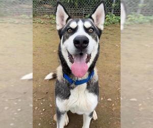 Siberian Husky Dogs for adoption in Sacramento, CA, USA