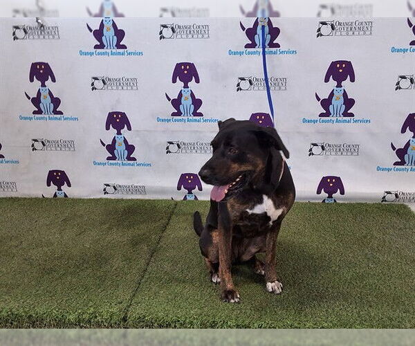 Medium Photo #1 Catahoula Leopard Dog-Unknown Mix Puppy For Sale in Orlando, FL, USA