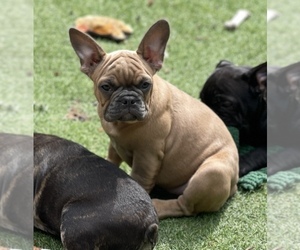 Faux Frenchbo Bulldog-French Bulldog Mix Puppy for Sale in HOODSPORT, Washington USA