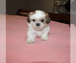 Image preview for Ad Listing. Nickname: Lil Minnie