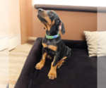 Puppy Green Collar Doberman Pinscher