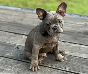 French Bulldog Puppy for Sale in COLT, Arkansas USA