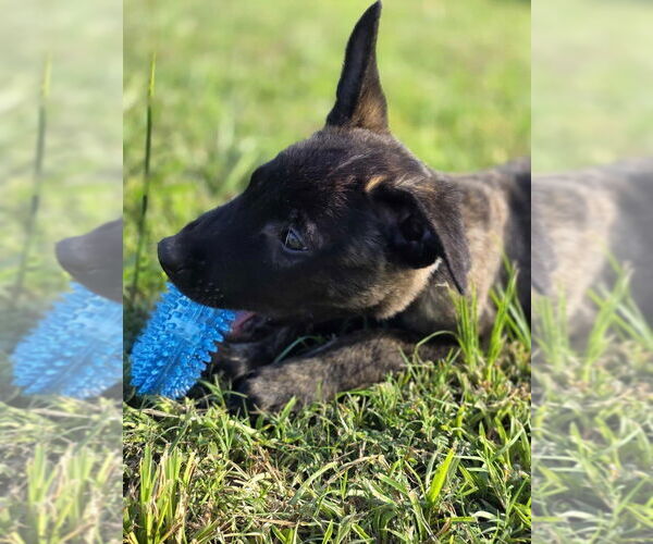 Medium Photo #3 Mutt Puppy For Sale in Imlay City, MI, USA