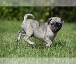 Small #2 Pug