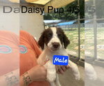 Small #1 English Springer Spaniel-Pointer Mix
