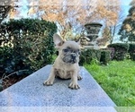 Small Photo #195 French Bulldog Puppy For Sale in HAYWARD, CA, USA
