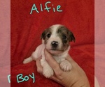 Small #5 Chizer