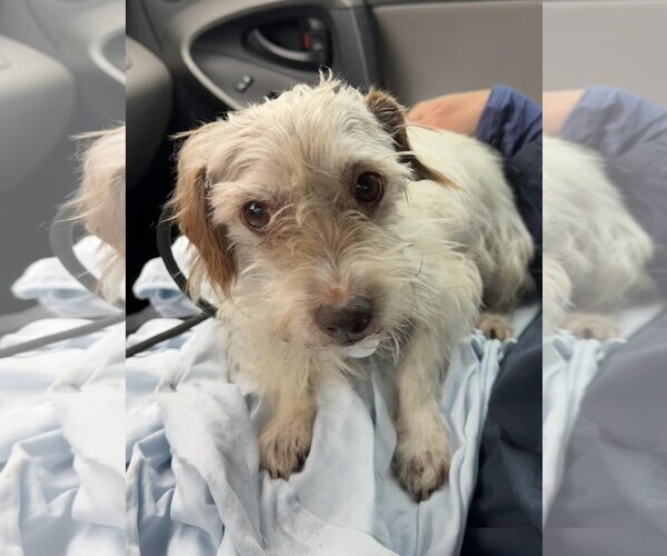 Medium Photo #5 Mutt Puppy For Sale in  Ramona, CA, USA