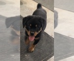 Small #12 Rottweiler