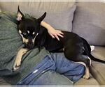 Small #4 Australian Kelpie Mix