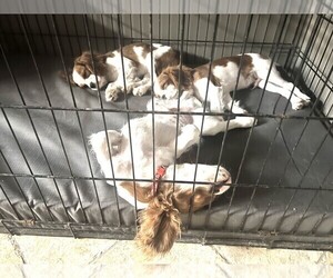 Cavalier King Charles Spaniel Puppy for sale in ARANSAS PASS, TX, USA