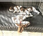 Image preview for Ad Listing. Nickname: Litter of 2
