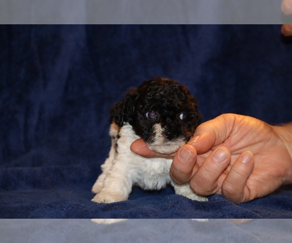 Medium Photo #9 Poodle (Toy) Puppy For Sale in DYERSBURG, TN, USA