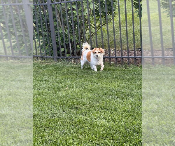 Medium Photo #11 Mutt Puppy For Sale in Mundelein, IL, USA