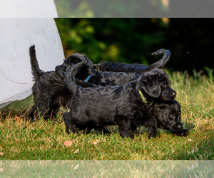 Labradoodle Litter for sale in DEEPWATER, MO, USA