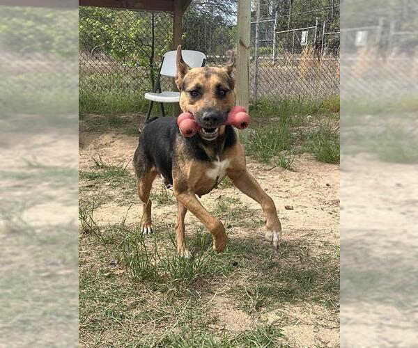 Medium Photo #1 Labrador Retriever-Unknown Mix Puppy For Sale in Augusta, GA, USA