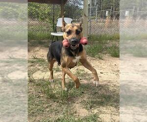 Labrador Retriever-Unknown Mix Dogs for adoption in Augusta, GA, USA