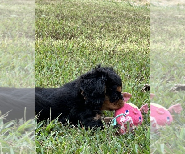 Medium Photo #4 Cavalier King Charles Spaniel Puppy For Sale in GREENVILLE, MO, USA