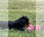 Small #3 Cavalier King Charles Spaniel