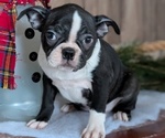 Puppy Cassie Boston Terrier
