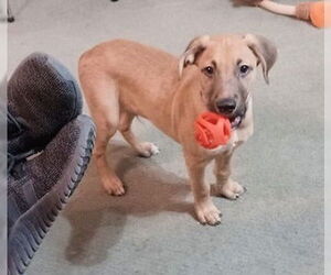 Golden Labrador Dogs for adoption in Mt. Laurel, NJ, USA